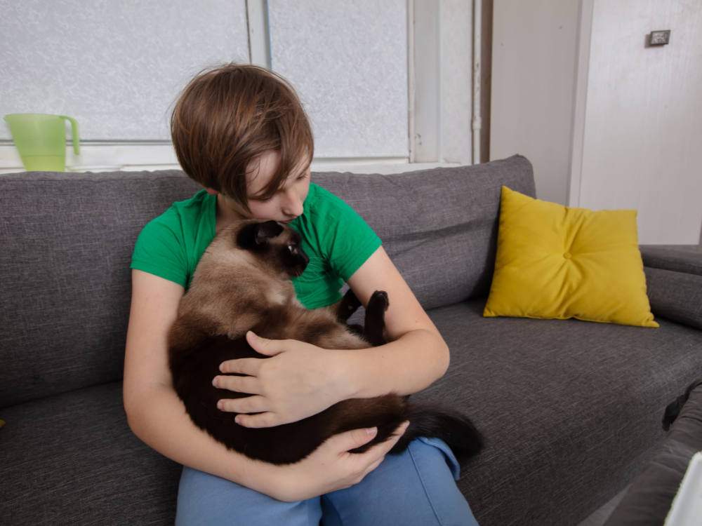 sinais de dor em gato