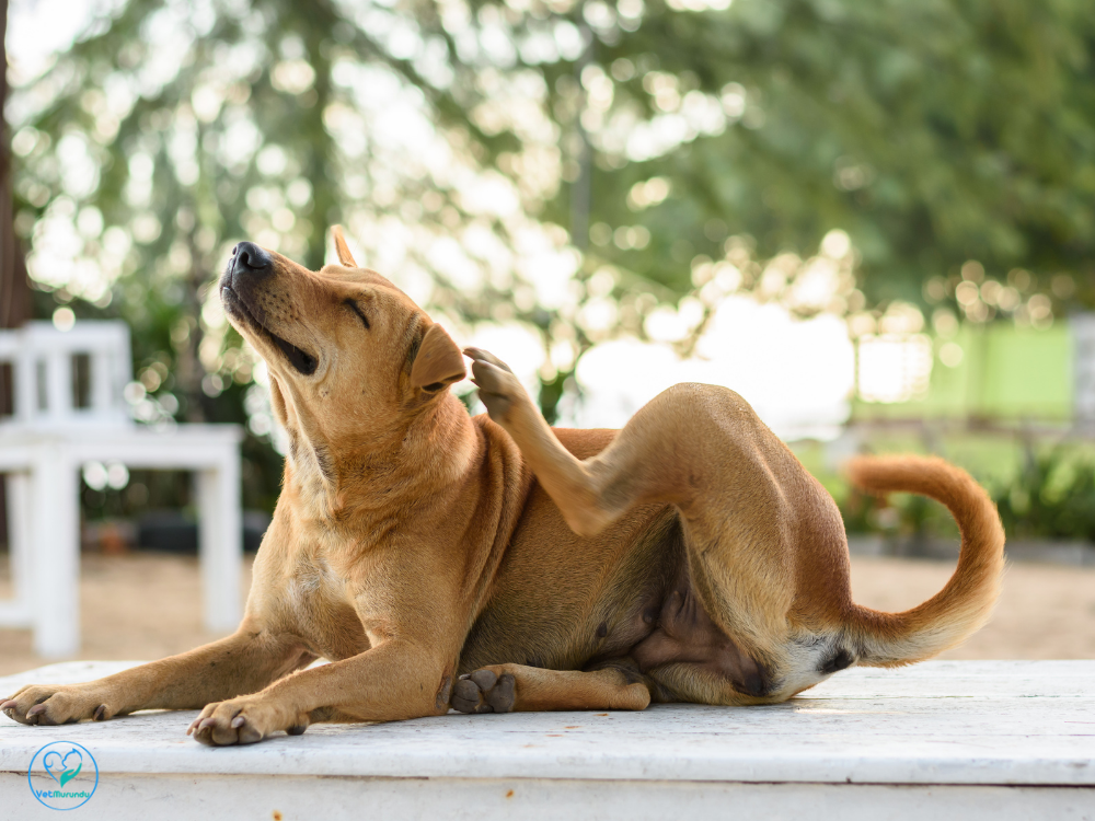 cachorro se coçando