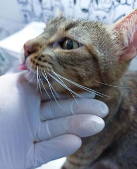 Veterinário Dermatologista