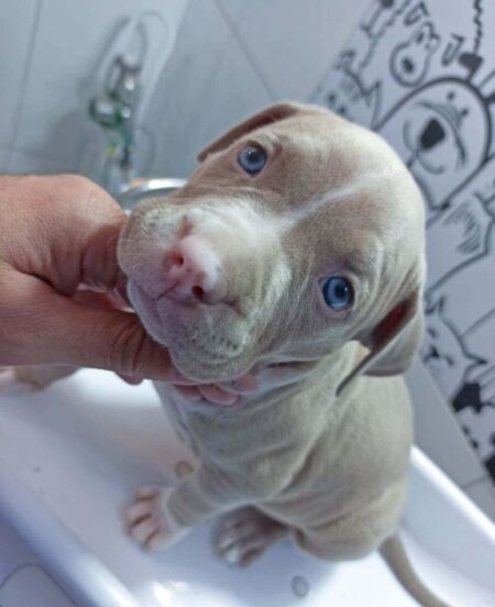 Veterinário Dermatologista